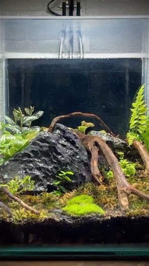 DIY Closed Terrarium Setup in Seconds!