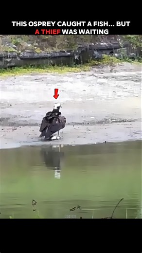 Osprey Caught a Huge Fish… Then Trouble Arrived! #trending #animals #wildlife #youtubeshorts