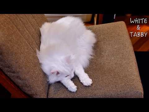 A Slow Spring Day- The Little Moments of Fluffy Cats | 3-year-old Fluffy & Cute Norwegian Forest Cat
