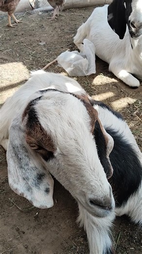 Early in the morning, goats step out into the fresh air, calmly getting ready to graze on green 🐐🌿