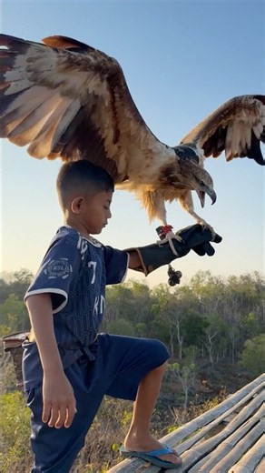 The call of the tarzan boy is like magic that can make a hawk king obedient #animals #nature