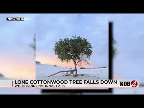 Lone cottonwood tree at White Sands National Park has fallen