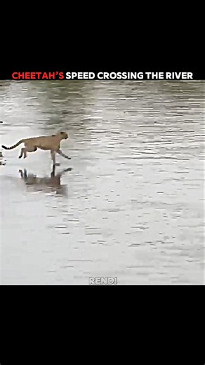 The Fastest Land Animal Just Ran Across Water! #trending #animals #wildlife #youtubeshorts #cheetah