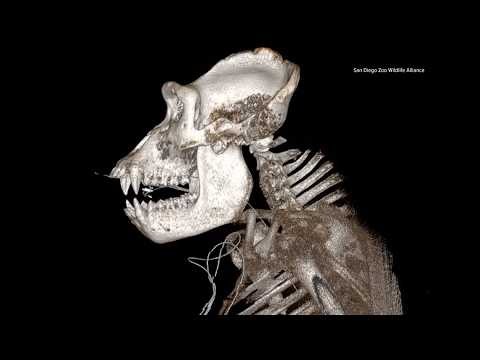 Gorilla undergoes first-ever mastoidectomy at San Diego Zoo Safari Park