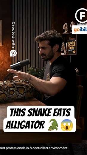 Snake Eating Alligator?! 😱 | Burmese Python Power #snake #trending #dangerousanimals