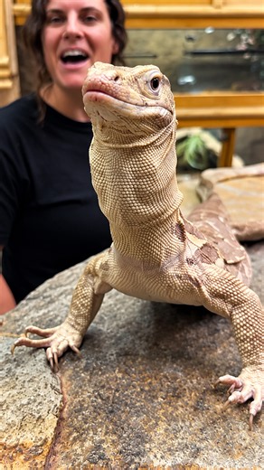 Active Asian water monitor shows impressive feeding skills with chicken