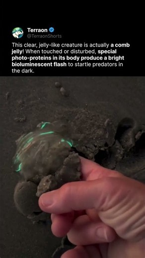 Bro found alien life on Earth