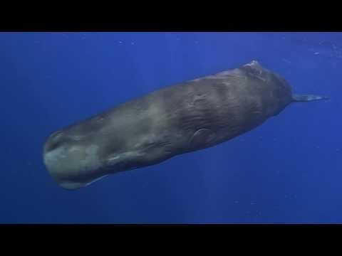 Underwater robot deployed to help learn sperm whale 'click' language