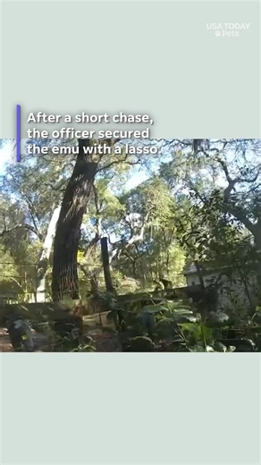 Watch an officer chase down a runaway emu and secure it with a lasso and cuffs in this unbelievable moment. | Observer-Dispatch