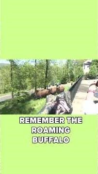 Looking back on when bison roamed through Hot Springs