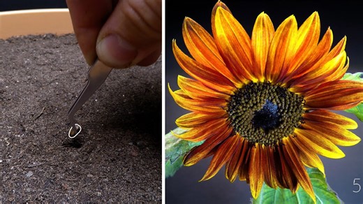 Red sunflower in 57 days — time lapse magic!