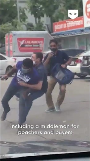 The illegal pet trade is a multi-million-dollar criminal industry | Wildlife Justice Commission