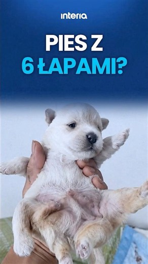 SZCZENIAK URODZIŁ SIĘ Z SZEŚCIOMA ŁAPAMI!