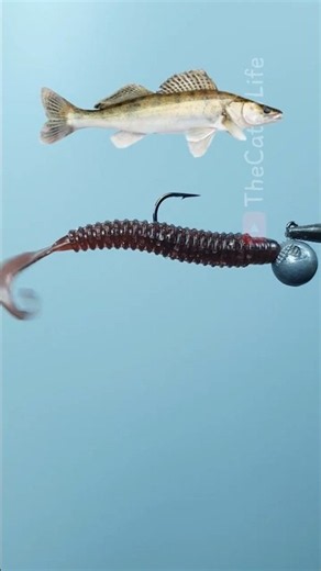 Rigging a TWISTER WORM for Big Zander! 🎣👹 #fishing