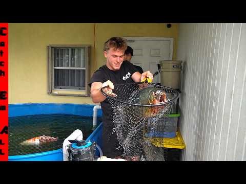 Pet PIRANHA FISH in BACKYARD POOL Rescued after Caught tearing up its Tank Mates!