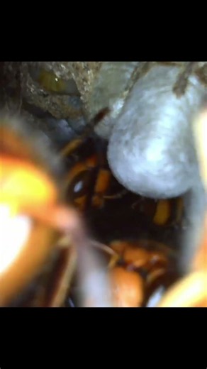 Inside a Hornet Nest That's Still Alive