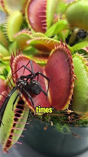 This Venus Flytrap Can Only Do This 5 Times… Then It Dies