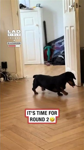Dachshund Can’t Decide Whether to Fight or Flee 🕷️😅