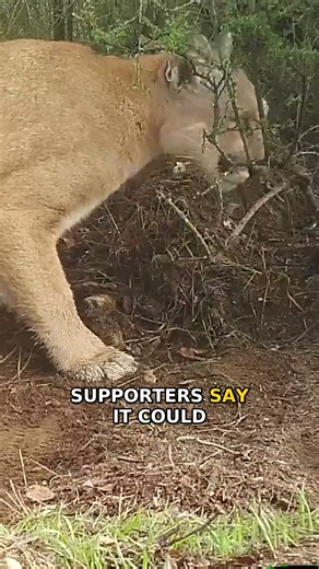 California’s $114 Million Bridge… Just for Animals?!