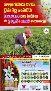 జుల్లూరుపాడు #మిరప రైతు-#నల్ల తామరకు #Blackthrips బాగా పనిచేసింది ఈ వై కె స్టార్ + ఆయుష్, వాయు యంత్ర