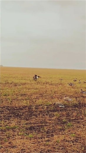 🪿🐕 Spring Goose Hunting with Dogs — An Unforgettable Wildlife Moment!😥#GooseHunting #HuntingWithDogs