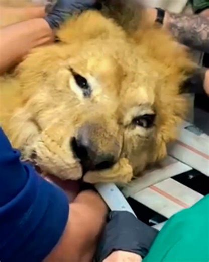 How we prep an adult lion for surgery 🦁😮 | LADbible