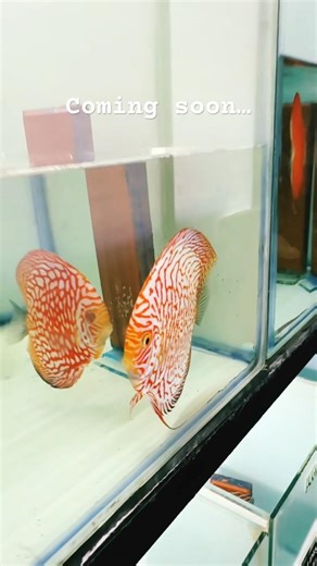 DISCUS BREEDING #aquarium #fish #discus