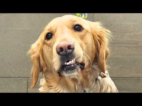 Easiest Groom Ever...For the Most Concerned Golden Retriever