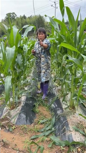 Efficient Corn Crop Farming and Maintenance Process