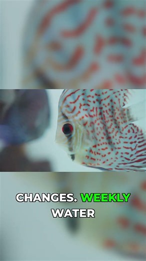 The Discus Fish Mistake Happening in 90% of Tanks #fishkeeping #aquariumcare