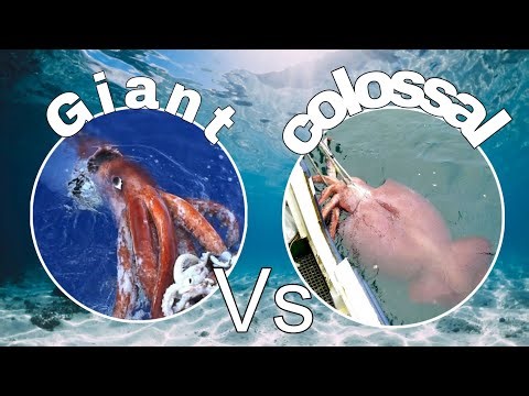 How the Deepsea created the same animal (A case study in convergant evolution)
