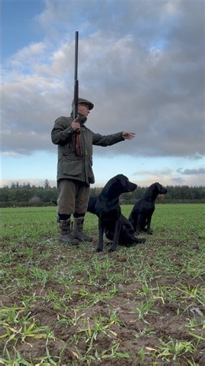 Driven Pheasant Shooting with Labrador Retriever Gundogs #dog