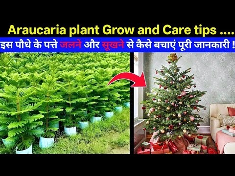 How to grow and Care Araucaria ￼plant ( Christmas tree ) | Araucaria leaves 🍂 turning brown care |
