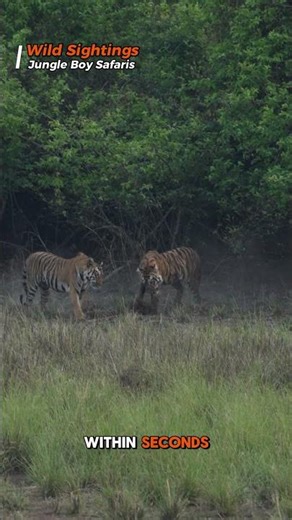 Two Wild Tigers Explode Into a Brutal Fight