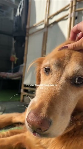 Transparent Lingerie See through Styles Shein 2025 Bikini Try-OnHaul#india #tryonhaul #transparent