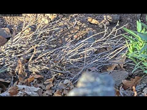 Colorado RattleCam Livestream 04/21/2026 Part 1