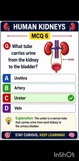 Human Kidney MCQ Quiz 🩺🧠 | Biology MCQs with Answers | Anatomy Shorts #kidneyfunction #biology