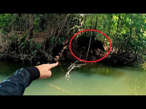 FOI DIFÍCIL ATÉ RESPIRAR, O CORAÇÃO SÓ FALTOU EXPLODIR!!! ESSE VÍDEO VAI TE MARCAR... Pescaria.