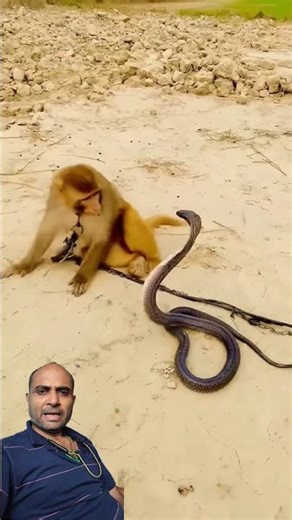 Monkey vs Snake 🐒🐍 Ek Sath Dekha Hai Kabhi? Dangerous Jungle Fight | Real Wildlife Video #ViralVideo