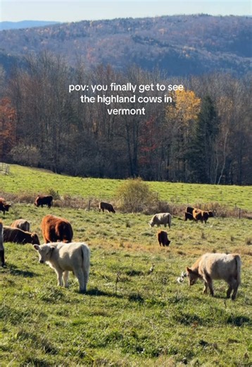 checked seeing the highland cows in vermont off my bucket list!! 🐮🍂 #vermont #thingstodo #highlandcow
