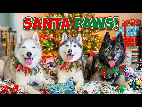 Santa Paws Came! Huskies Open Their Own Christmas Presents!
