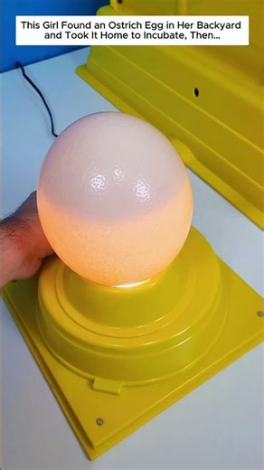 This Girl Found an Ostrich Egg in Her Backyard and Took It Home to Incubate, Then…