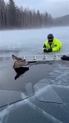 Rescuers Save Deer Trapped in Frozen Lake