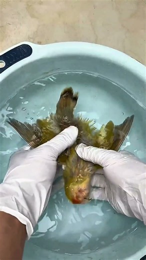 😱 This Bird’s Incredible Transformation Will Shock You! 🦜🔥 #Shorts#trending #viral #parrot