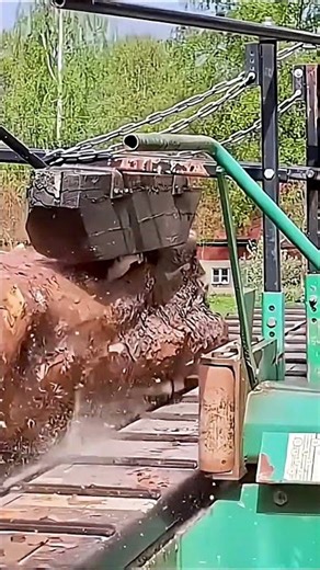 Giant Tree Sawing: Large Cutting Machine Operation
