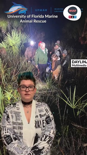 WUSF on Instagram: "Mudonna was rescued in the wee hours early one morning in November 2024 — just weeks after Hurricanes Helene and Milton tore through the state. She was trapped in five inches of water, with no access to open water and limited food, as cold temperatures dropped to around 30°F.⁠ ⁠ Multiple agencies, including Florida Fish and Wildlife and the University of Florida Marine Rescue, and the ZooTampa of Lowry Park Team, rescued Mudonna, who weighed a concerning 345 pounds. When she 