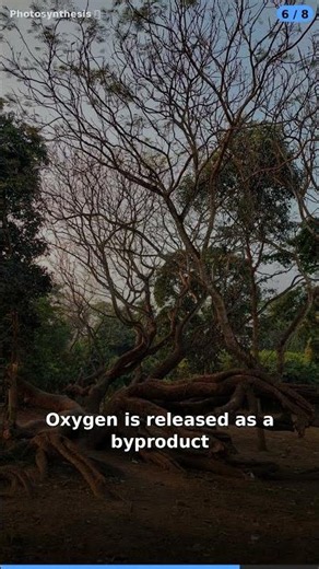 Photosynthesis 🌱