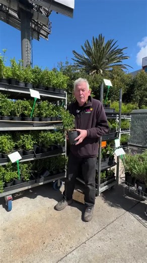 🌿 YOUR NEXT PRIVACY HEDGE IS RIGHT HERE! 👀 Meet BOX LEAF PRIVET — a fantastic choice for creating a beautiful, dense green hedge! 💚 ✂️ Easy to trim and shape 🌿 Dense, evergreen foliage 🏡 Great for privacy, screening and neat hedging! Whether you want a tidy low hedge or a taller green screen, this plant is a brilliant choice! 🛒 GRAB YOURS HERE 👇 https://www.thetutuguru.com.au/shop/box-leaved-privet/ #HelloHelloPlants #BoxLeafPrivet #HedgingPlants #GardenInspiration