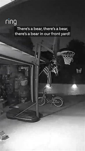 When your front yard is a bear crossing zone 🐻😅