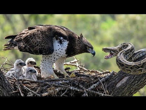 Eagle vs Python – A Brutal Fight for Survival